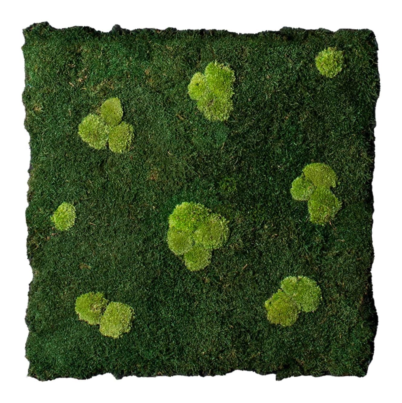 Flatmoss & Polemoss Wandkomposition