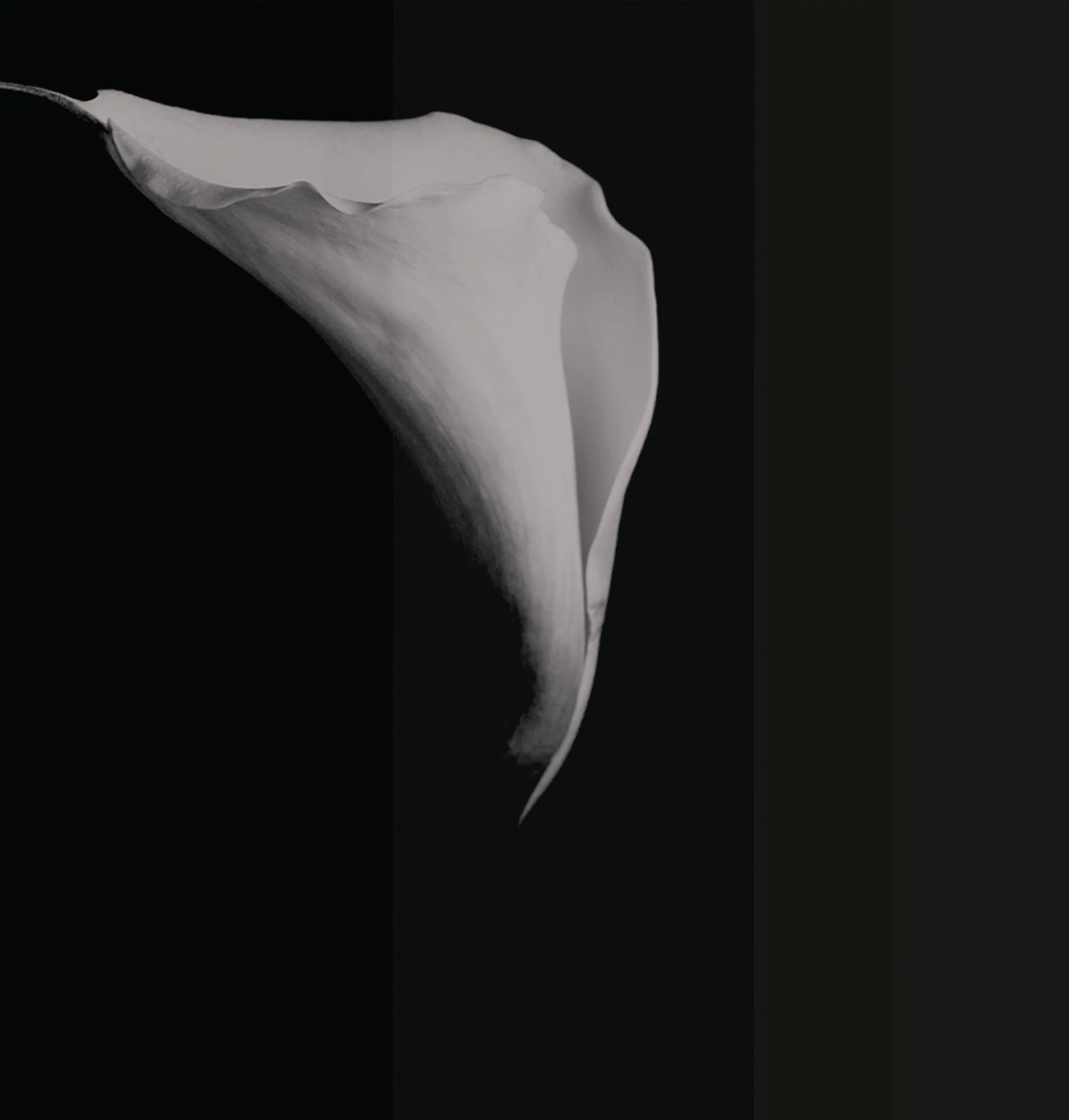 Calla Tapete