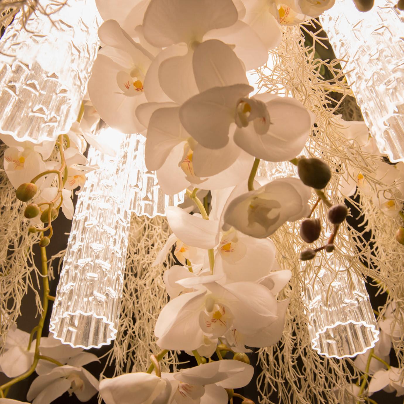 Phalaenopsis Kronleuchter