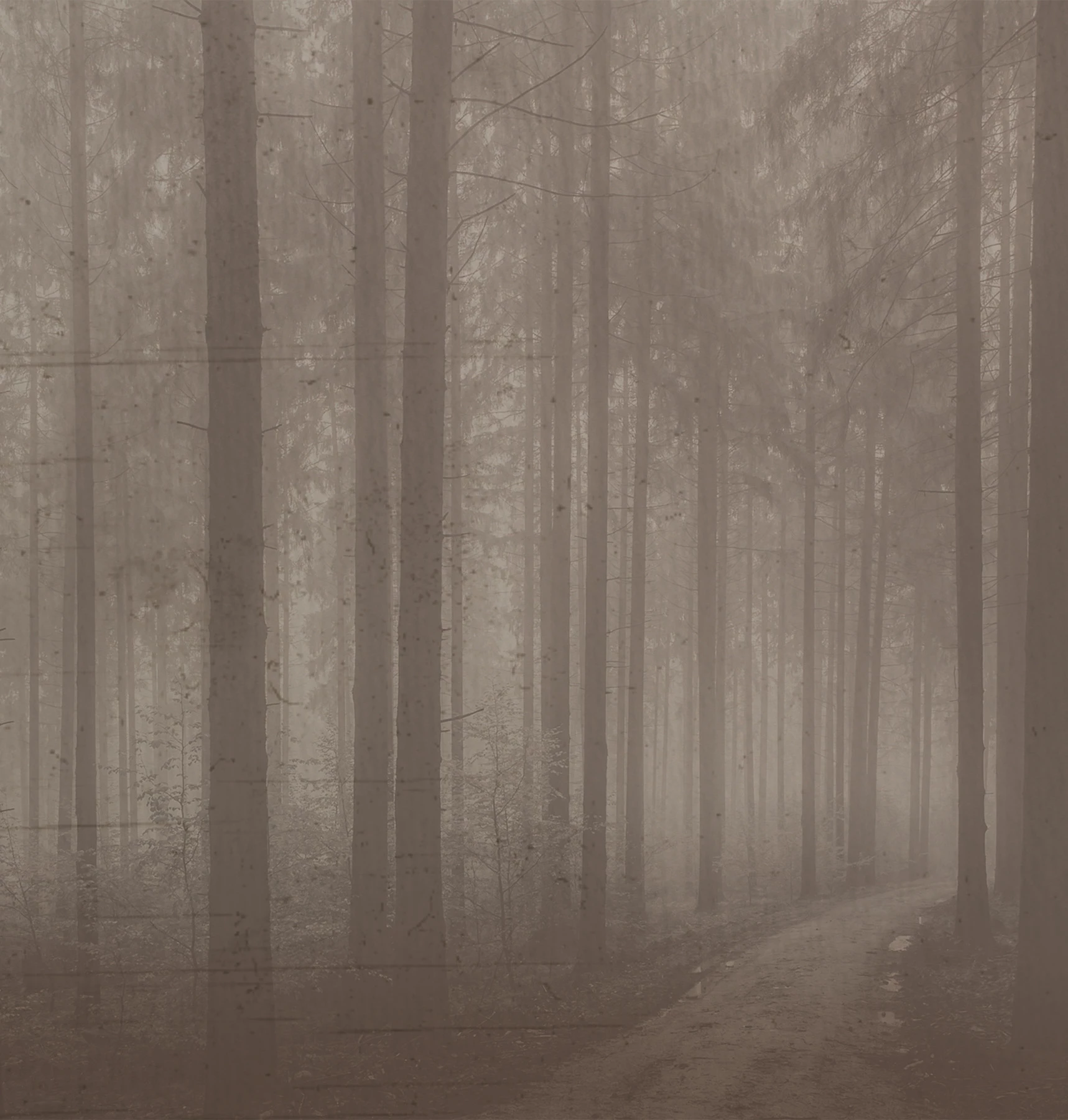 Night Forest Tapete