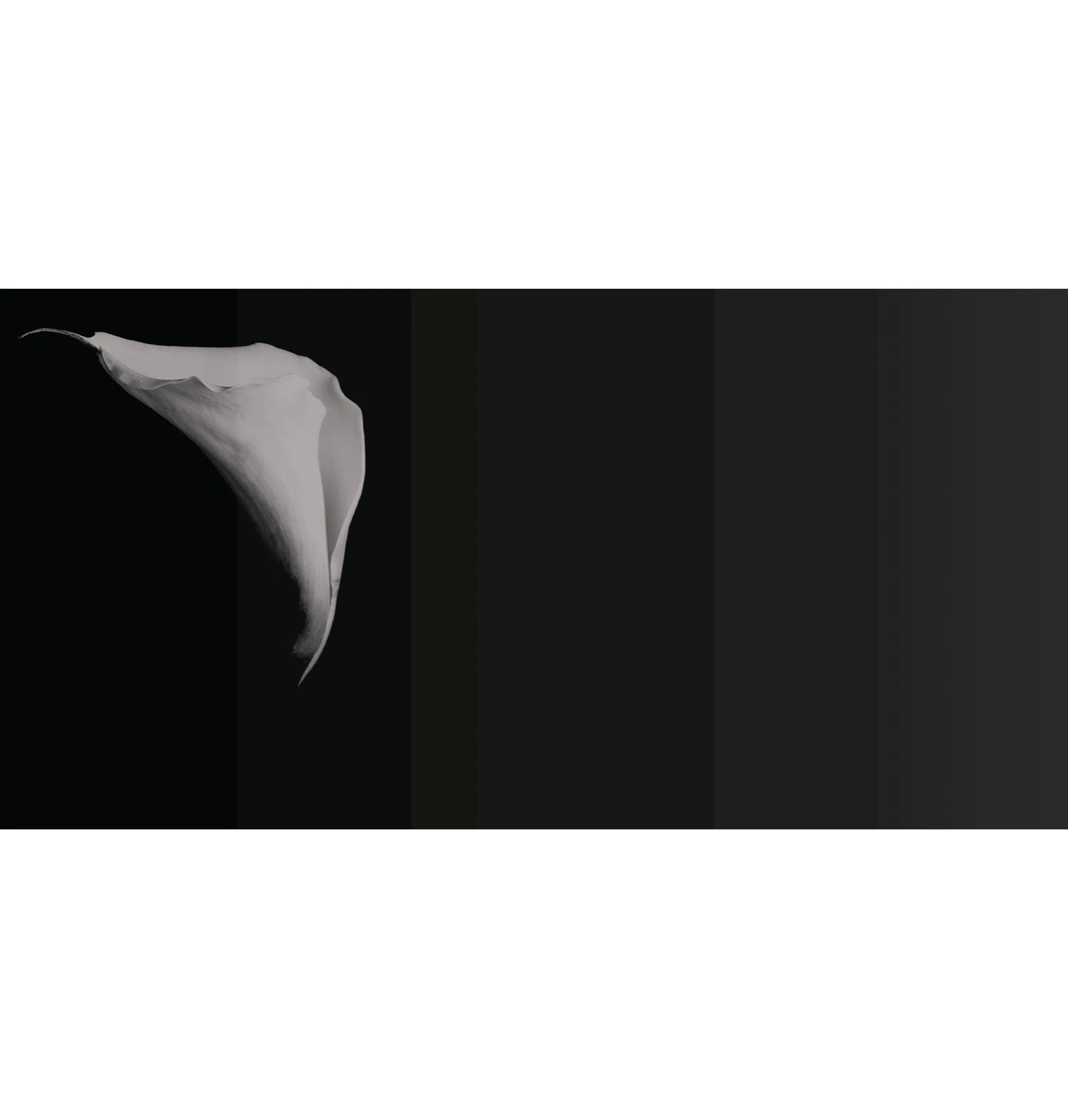 Calla Tapete