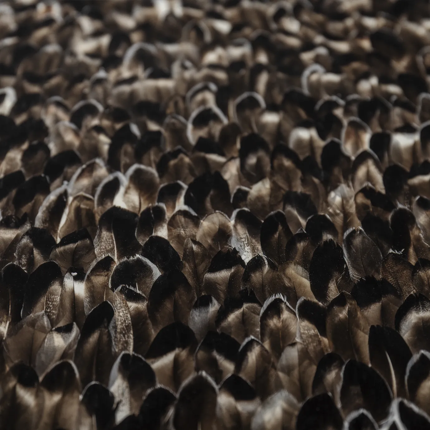 Mistral Exotischer Feder‑Esstisch