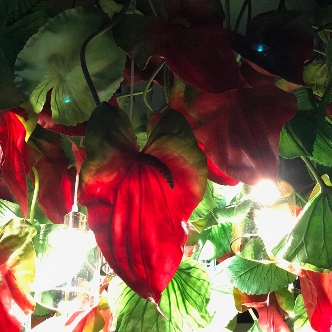 Anthurium Kronleuchter