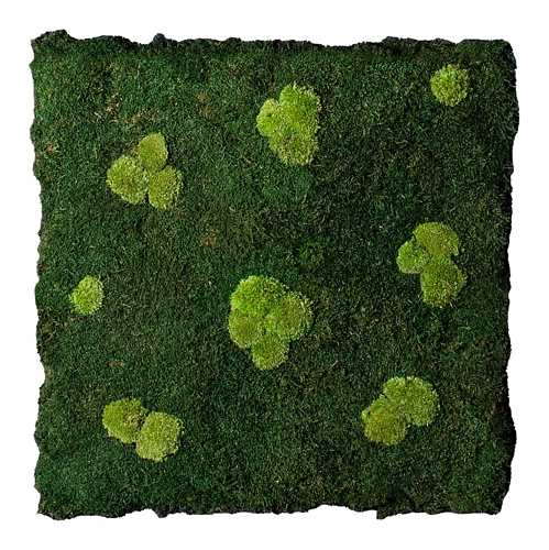 Flatmoss & Polemoss Wandkomposition