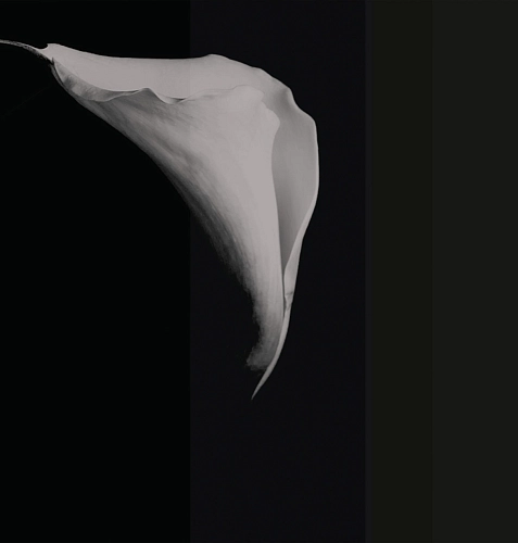 Calla Tapete