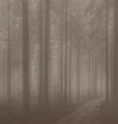 Night Forest Tapete